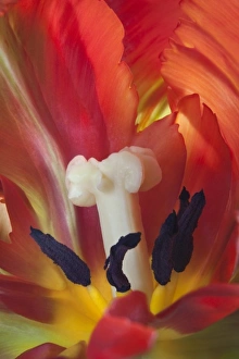 Images Dated 9th February 2009: USA, Washington, Seabeck. Detail of parrot tulip
