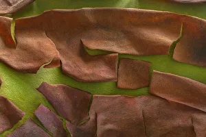 Peel Prints: USA, Washington, Seabeck. Peeling madrone tree bark. Credit as
