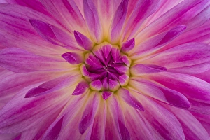 USA, Washington, Seabeck. Pink dahlia blossom detail