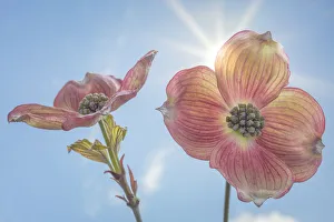 Images Dated 18th April 2017: USA, Washington, Seabeck. Pink dogwood blossoms