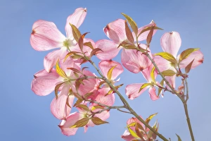 Images Dated 7th May 2012: USA, Washington, Seabeck. Pink dogwood blossoms against blue sky in springtime. Credit as