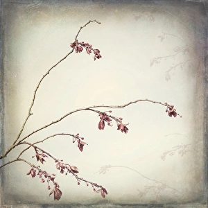 Images Dated 24th February 2016: USA, Washington, Seabeck. Plum tree branch with spring buds
