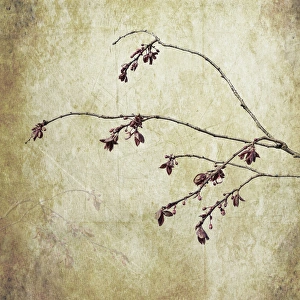 Images Dated 24th February 2016: USA, Washington, Seabeck. Plum tree branch with spring buds