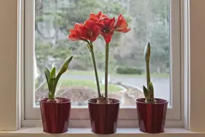 Images Dated 3rd February 2009: USA, Washington, Seabeck. Pots with Ferrari ameryllis plants on window sill