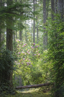 Images Dated 21st May 2013: USA, Washington, Seabeck. Rhododendron blooms in a forest