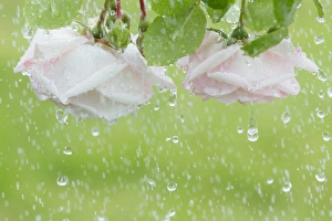 Drop Prints: USA, Washington, Seabeck. Roses in rainfall