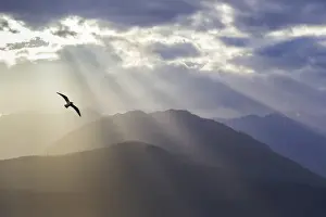USA, Washington, Seabeck. Seagull and God rays over the Olympic Mountains. Credit as