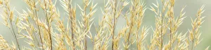 Images Dated 13th June 2018: USA, Washington, Seabeck. Seed heads of giant feather grass