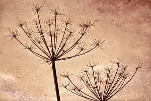 Images Dated 11th November 2015: USA, Washington, Seabeck. Silhouette of Queen Annes lace plants