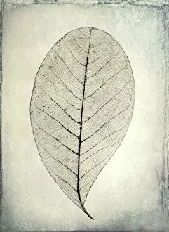 Muted Prints: USA, Washington, Seabeck. Skeletonized leaf close-up
