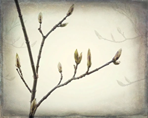 Images Dated 24th February 2016: USA, Washington, Seabeck. Spring buds forming on bigleaf maple tree branch. Credit as