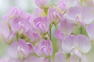 Images Dated 21st July 2013: USA, Washington, Seabeck. Detail of sweet pea blossoms