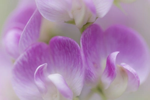 Images Dated 21st July 2013: USA, Washington, Seabeck. Detail of sweet pea blossoms