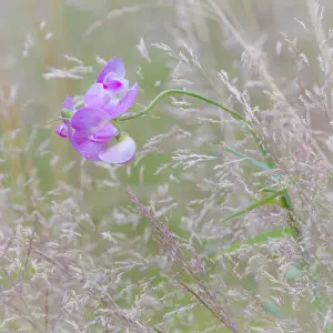 Images Dated 11th July 2015: USA, Washington, Seabeck. Sweetpea blossoms in meadow