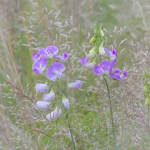 USA, Washington, Seabeck. Sweetpea blossoms in meadow
