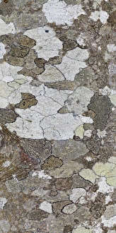 Images Dated 22nd November 2010: USA, Washington, Seabeck. Tree bark with lichen growth