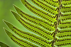 Images Dated 4th August 2015: USA, Washington, Seabeck. Underside close-up of sword fern frond