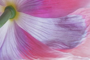 Images Dated 24th June 2015: USA, Washington, Seabeck. Underside of poppy flower