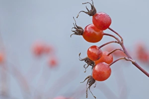 Rose Hip Prints: USA, Washington, Seabeck. Wild rose hips in winter