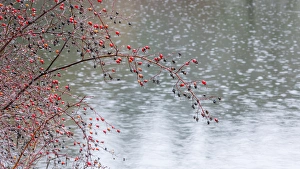 Drop Prints: USA, Washington, Seabeck. Wild rose tree hanging a pond