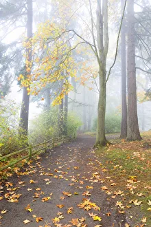 Images Dated 23rd October 2013: USA, Washington, Seattle. Autumn fog and path in Schmitz Park