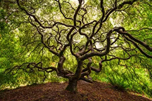 Jim Nilsen Prints: USA, Washington, Seattle. Japanese maple tree with twisted branches