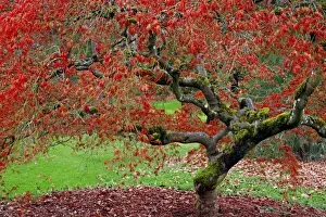 USA, Washington, Seattle. Japanese maple tree in the Washington Park Arboretum. Credit as