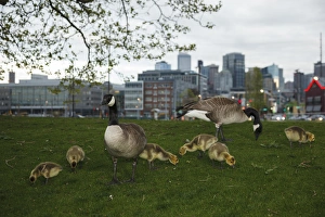 Rick A Brown Prints: USA, Washington, Seattle, South Lake Union Park, a family of Canada Geese (Branta