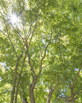 Images Dated 18th July 2015: USA, Washington, Seattle. Sun shining through maple trees