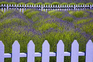 Images Dated 2000: USA, Washington, Sequim. Field of lavender with picket fence