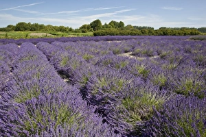 Images Dated 17th July 2009: USA, Washington, Sequim, Lavender Festival, Jardin Du Soleil Lavender