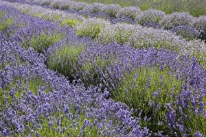 USA, Washington, Sequim, Lavender Festival, Sunshine Herb & Lavender Farm