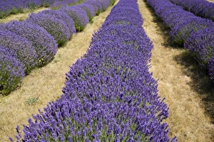 USA, Washington, Sequim, Lavender Festival, Olympic Lavender Farm