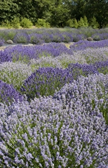 Images Dated 17th July 2009: USA, Washington, Sequim, Lavender Festival, Sunshine Herb & Lavender Farm
