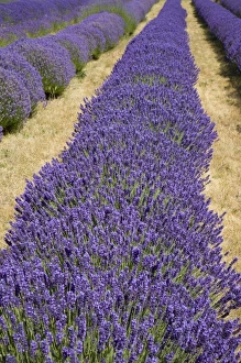 Images Dated 17th July 2009: USA, Washington, Sequim, Lavender Festival, Olympic Lavender Farm