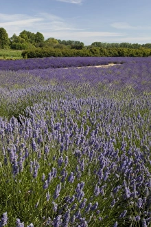 Images Dated 17th July 2009: USA, Washington, Sequim, Lavender Festival, Jardin Du Soleil Lavender