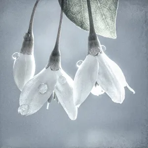 Stem Prints: USA, Washington, Silverdale. Japanese snowbell tree blossoms