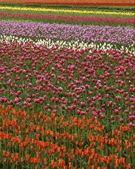 Charles Gurche Prints: USA, Washington, Skagit River Valley, Tulip fields