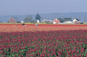 Strip Prints: USA, Washington, Skagit Valley. Pink tulip fields and workers