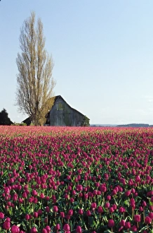 USA, Washington, Skagit Valley. Pink tulip fields with old barn