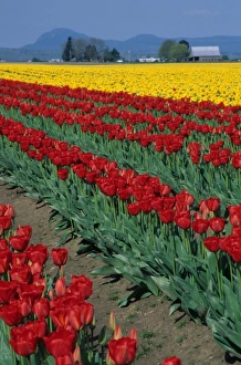 Strip Prints: USA, Washington, Skagit Valley. Field of red and yellow tulips