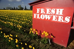Mt Vernon Prints: USA, Washington, Skagit Valley. Skagit Valley spring tulips