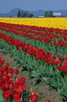 USA, Washington, Skagit Valley. Field of red and yellow tulips