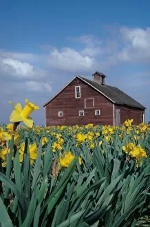 Images Dated 8th June 2007: USA, Washington, Skagit Valley. Field of yellow tulips with red barn