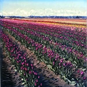 Images Dated 25th September 2007: USA, Washington, Skagit Valley. Multi-colored tulip field. Polaroid SX70 Manipulation
