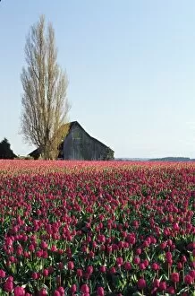 Images Dated 8th June 2007: USA, Washington, Skagit Valley. Pink tulip fields with old barn