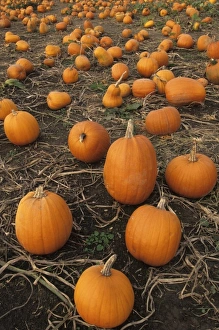 USA, Washington, Snohomish. Pumpkin patch