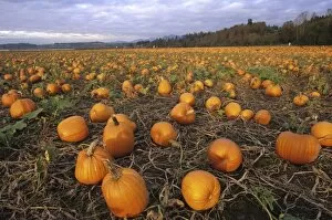 USA, Washington, Snohomish. Pumpkin patch