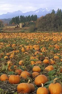 Images Dated 8th June 2007: USA, Washington, Snohomish. Pumpkin patch with old barn and Cascade mountains in distance