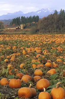 Pick Prints: USA, Washington, Snohomish. Pumpkin patch with old barn and Cascade mountains in distance